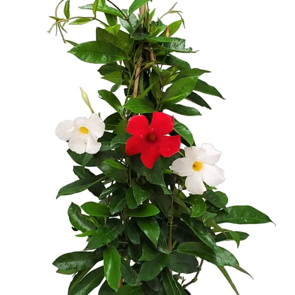 mixed mandevilla vine for sale