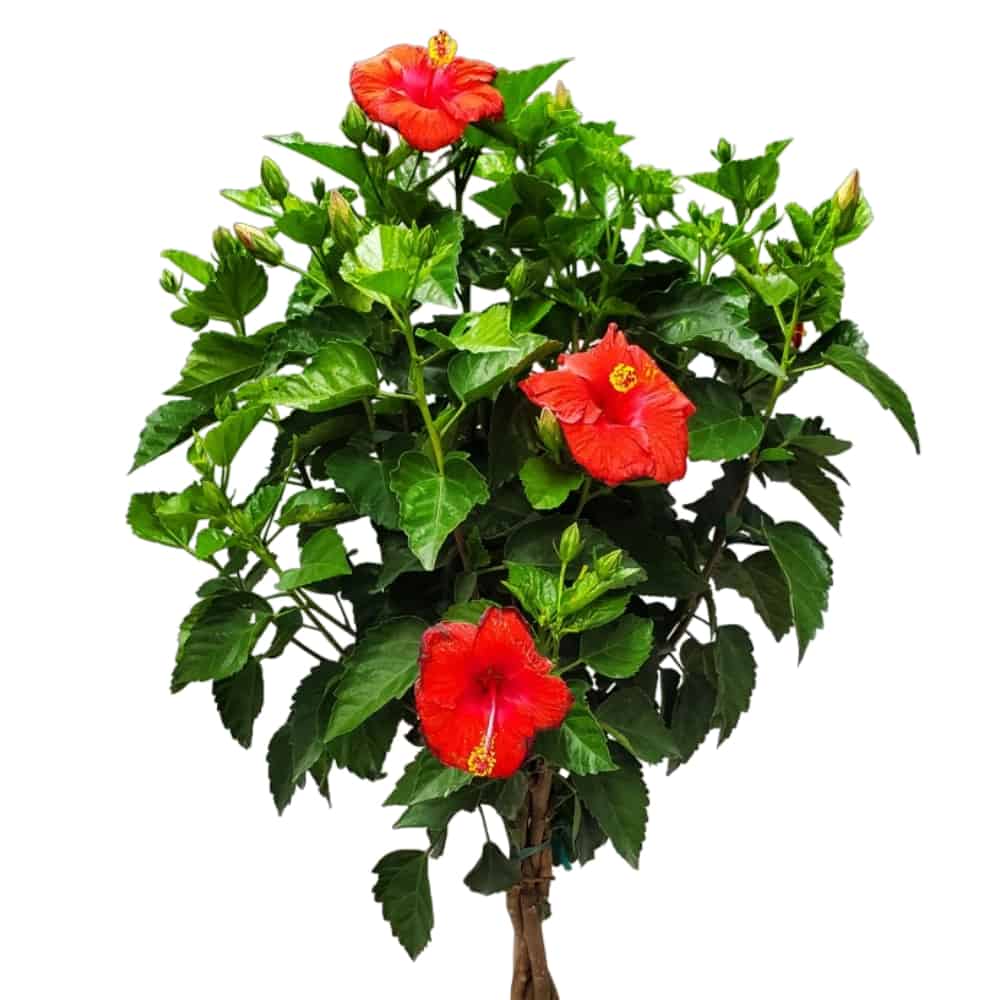 president red hibiscus tree