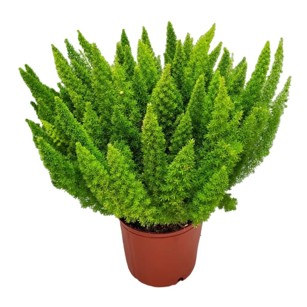 foxtail fern for sale