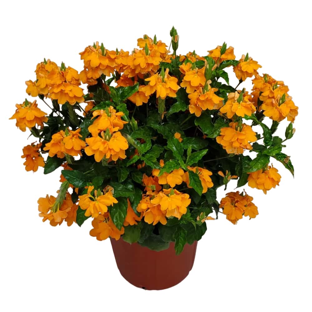 crossandra plants for sale