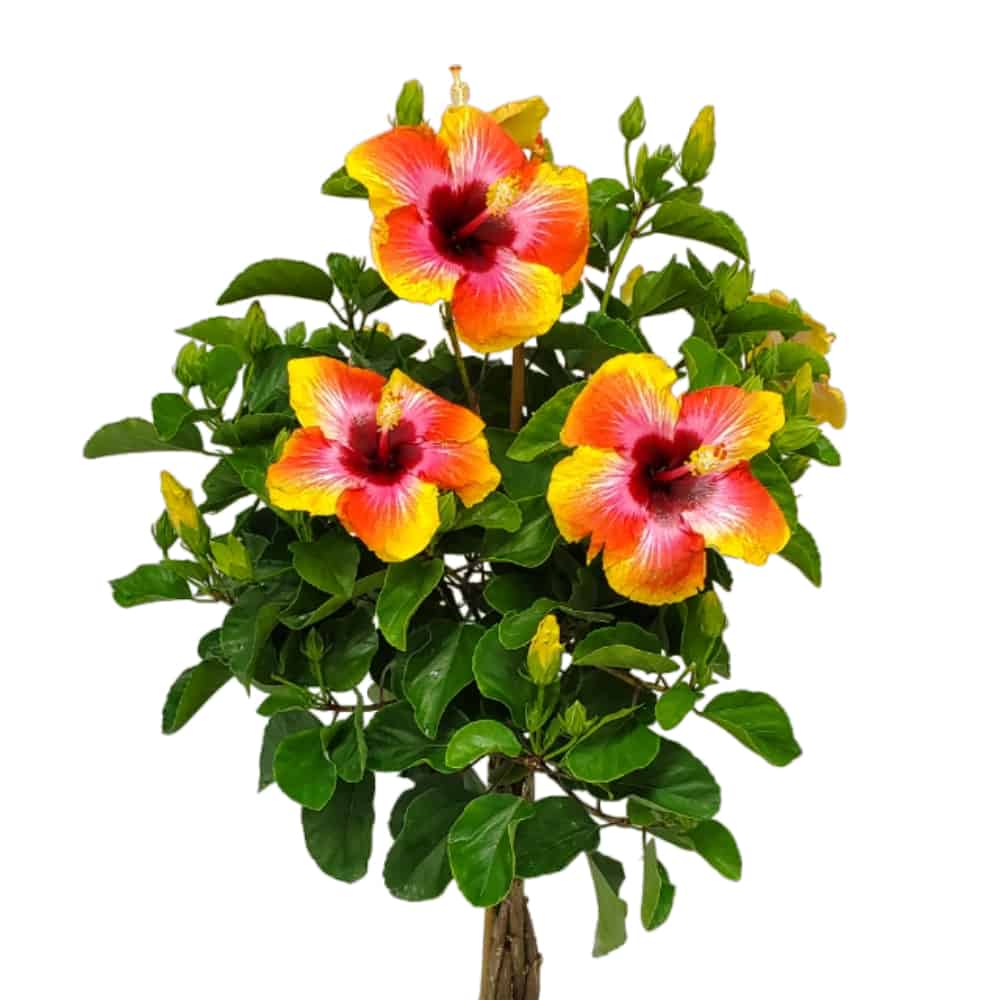 fiesta hibiscus tree
