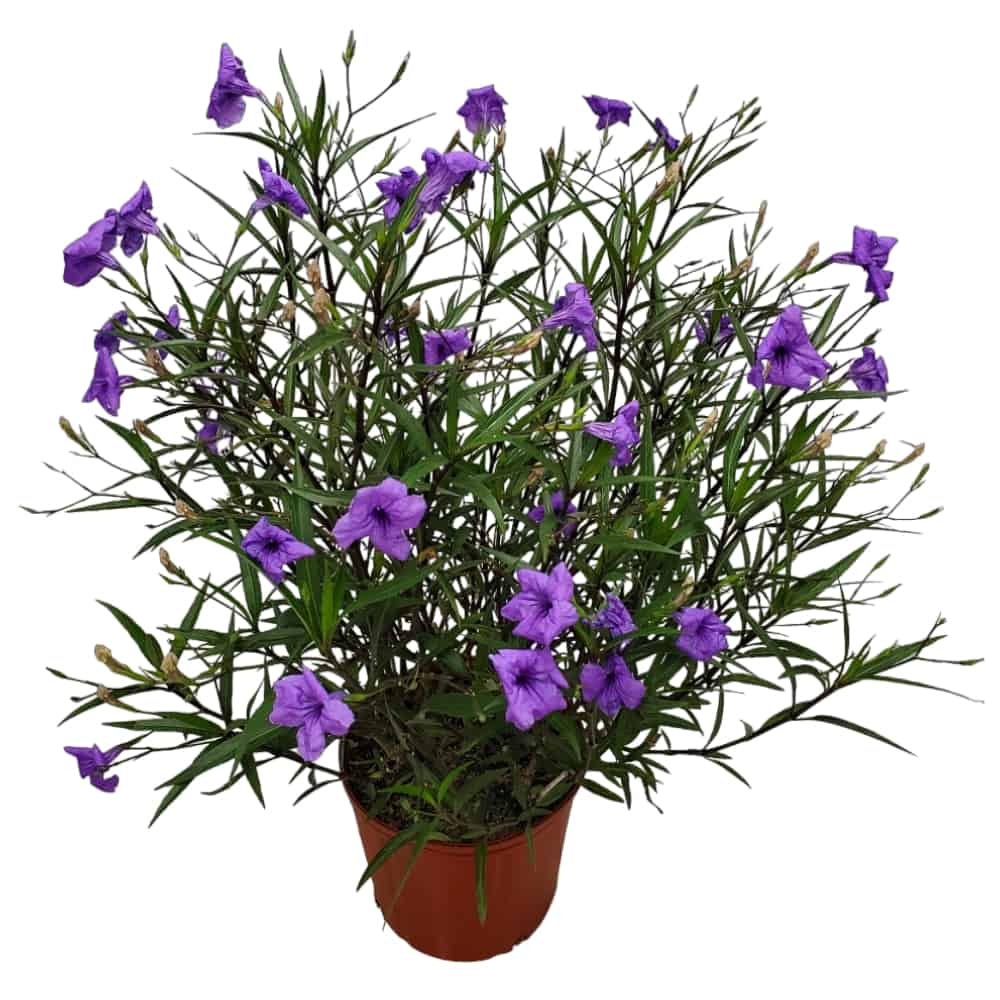 purple ruellia bush