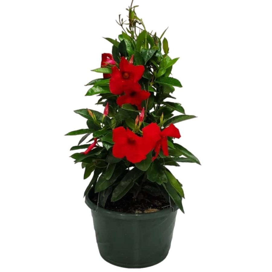 Red Mandevilla Hanging Basket for Sale | Tropical Plants