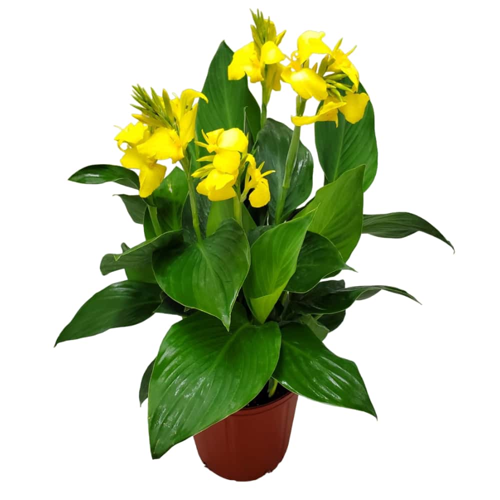 yellow canna lily