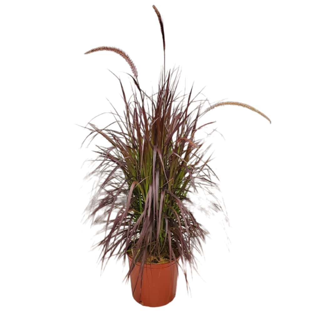 red fountain grass