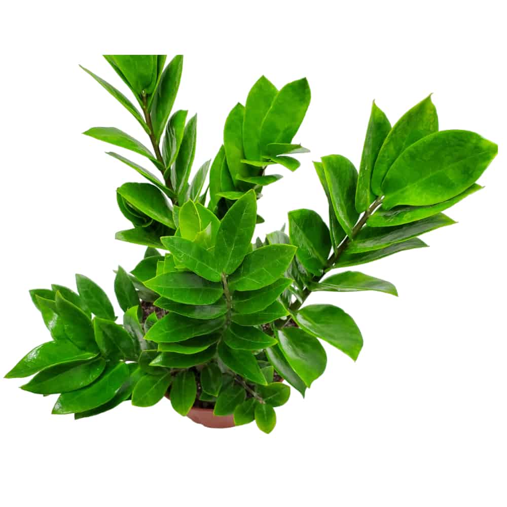 zz plant