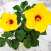 yoder yellow hibiscus bush
