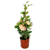 giant peach mandevilla vine plant