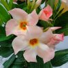 giant peach mandevilla vine plant