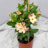 giant peach mandevilla vine plant