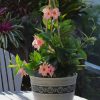 giant peach mandevilla vine plant