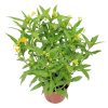 yellow milkweed
