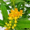 yellow milkweed