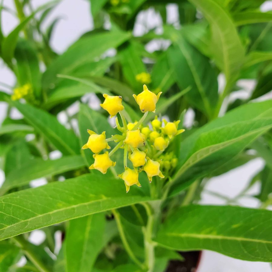 yellow milkweed