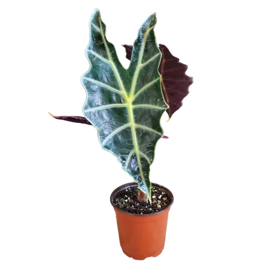 Alocasia Polly