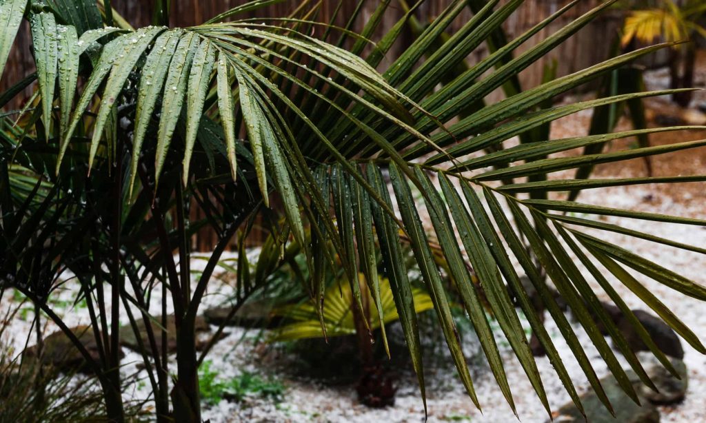 can tropical plants survive winter