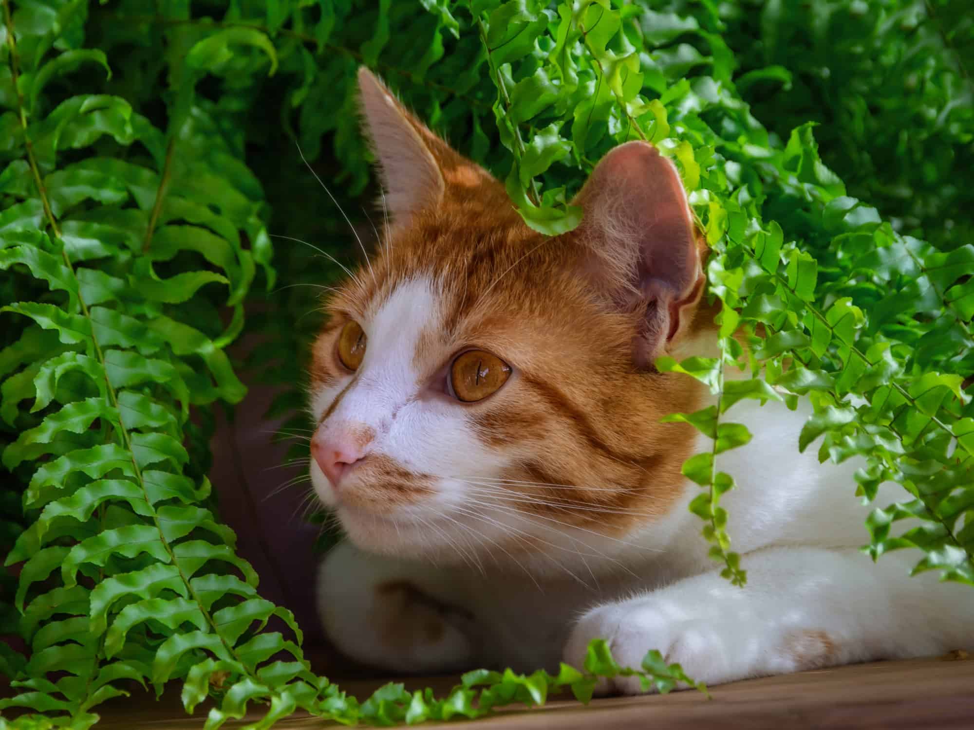 safe tropical plants for cats