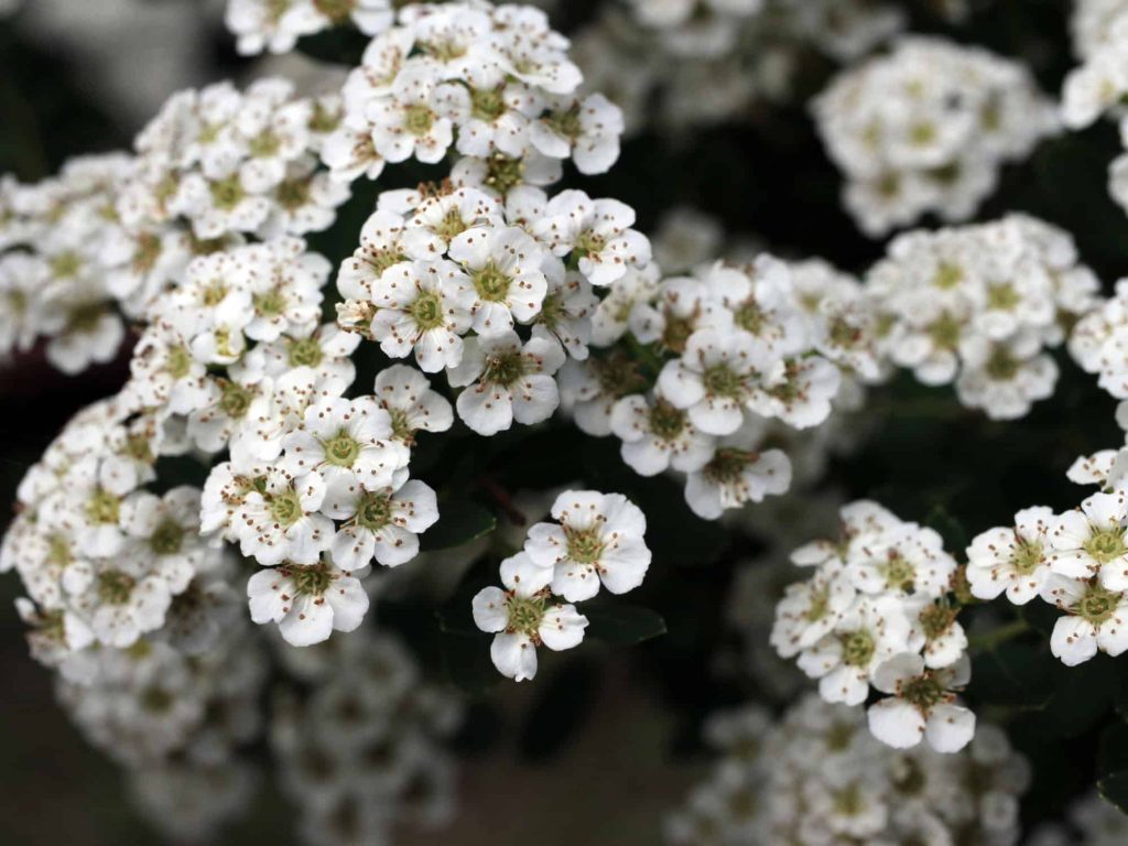 nevada native plants