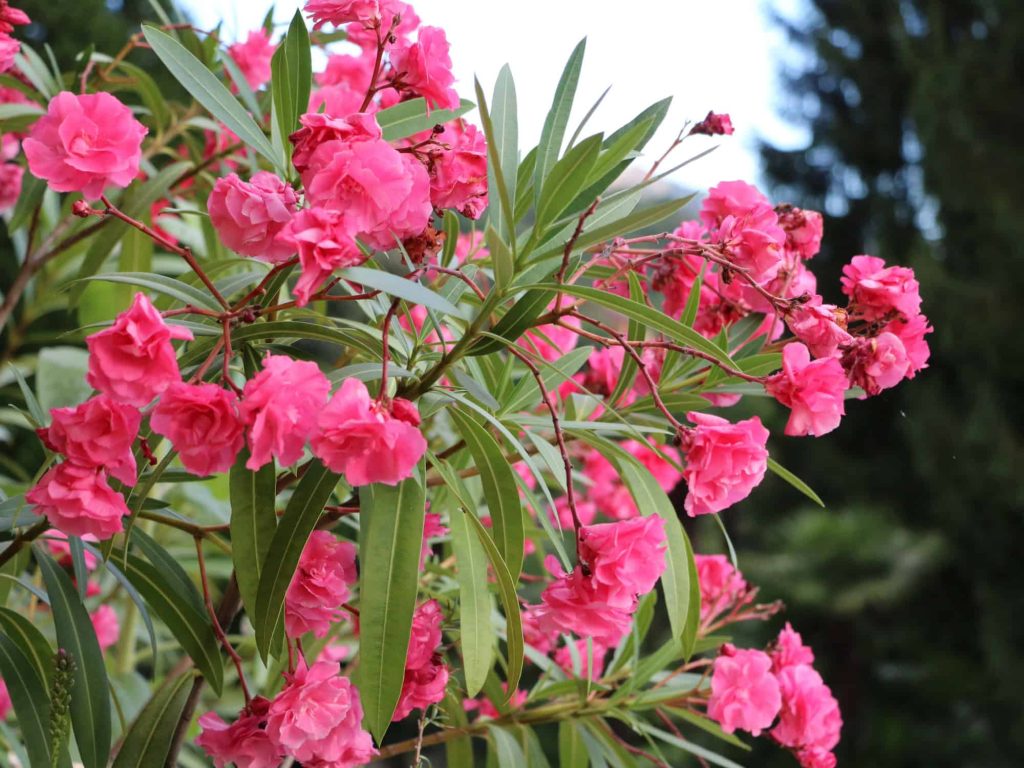 outdoor landscape plants nevada