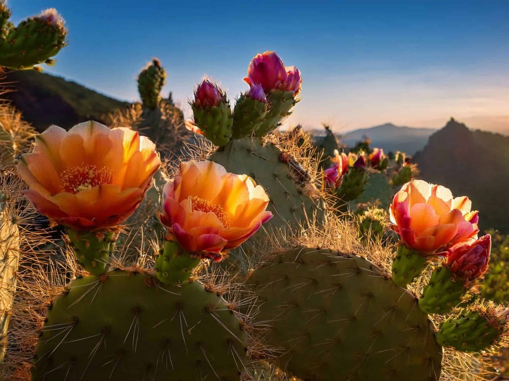 nevada desert plants