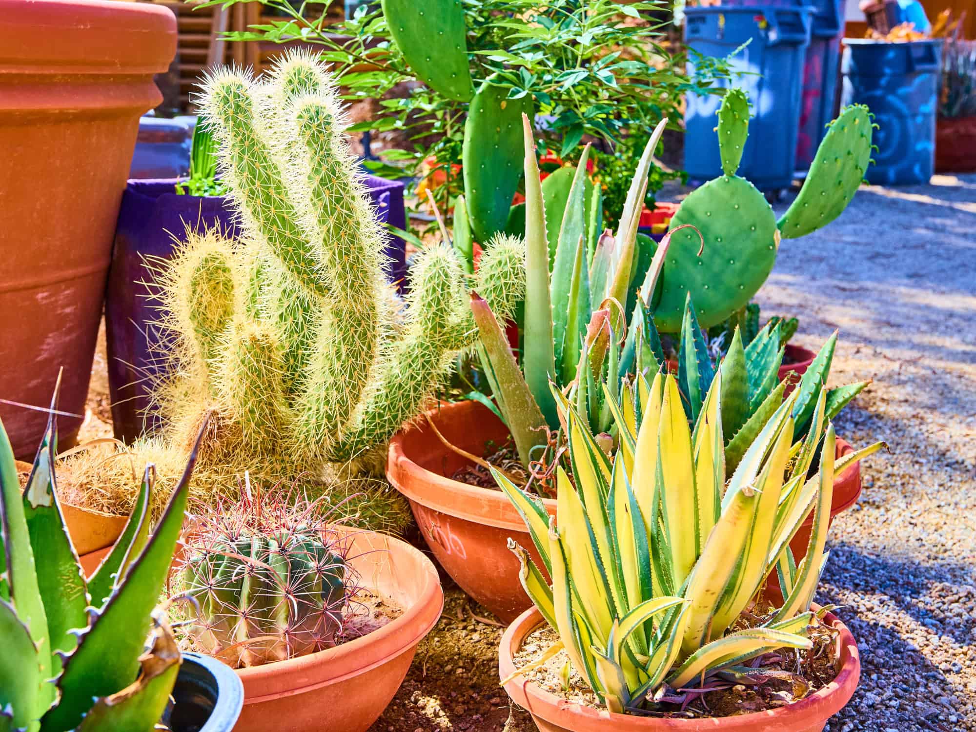 buy the best plants for nevada