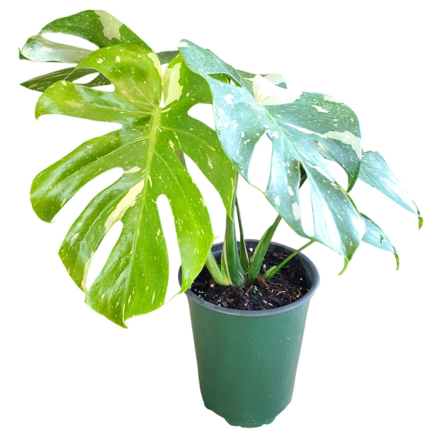 Thai Constellation Monstera Plant for Sale