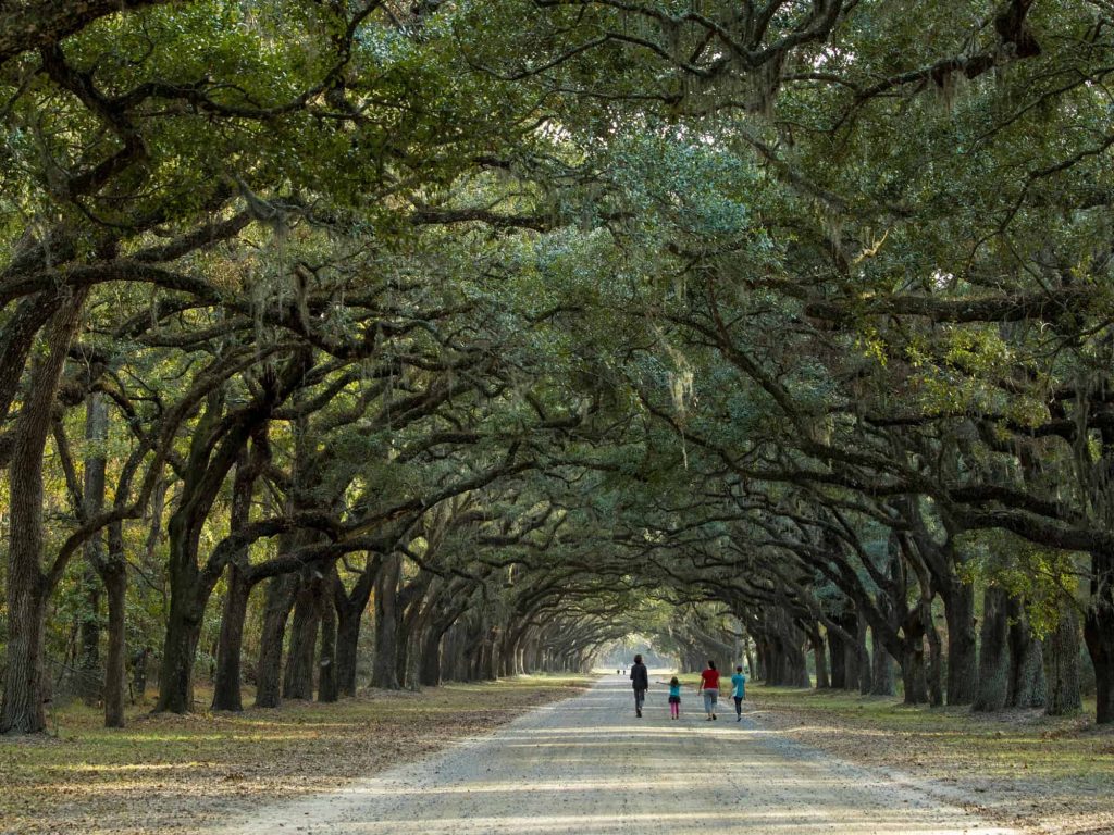 savannah plants