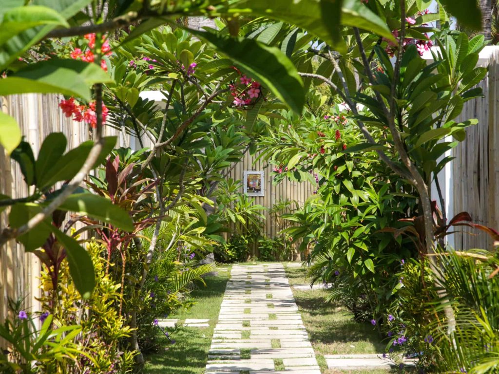 tropical savannah plants