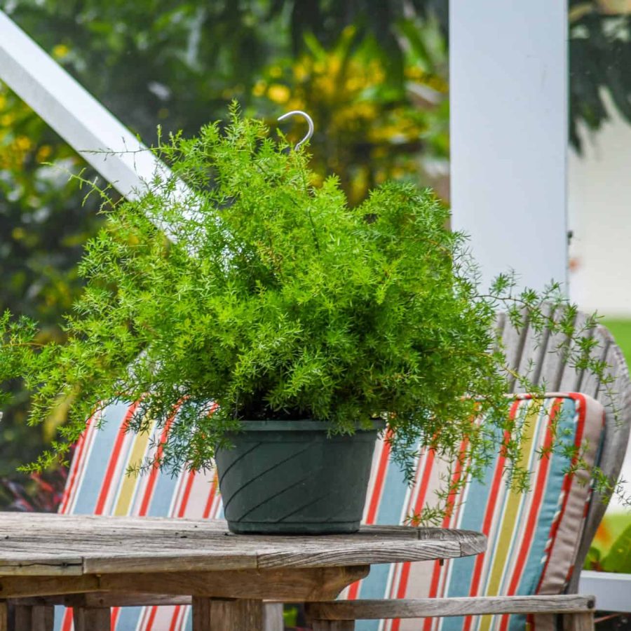 Sprengeri Fern Hanging Basket