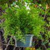 Sprengeri Fern Hanging Basket