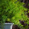 Sprengeri Fern Hanging Basket