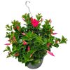 pink dipladenia hanging basket