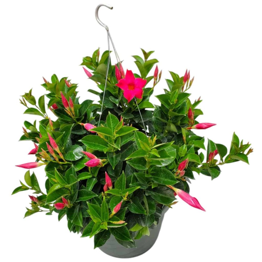 pink dipladenia hanging basket