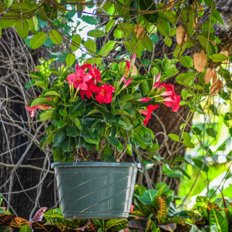 Dipladenia Hanging Basket Coral - Image 2