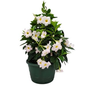 white dipladenia hanging basket