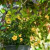 Dipladenia Hanging Basket Yellow - Image 2