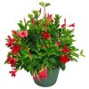 Dipladenia Hanging Basket Red