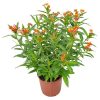 Orange Milkweed Plant for Sale