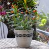 milkweed plant