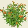 milkweed plant