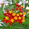 milkweed plant