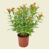 milkweed plant