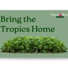 Bring the tropics home gift card