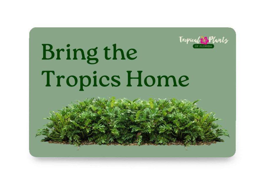 Bring the tropics home gift card