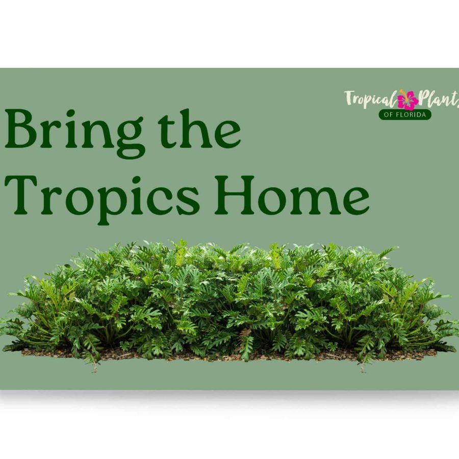 Bring the tropics home gift card