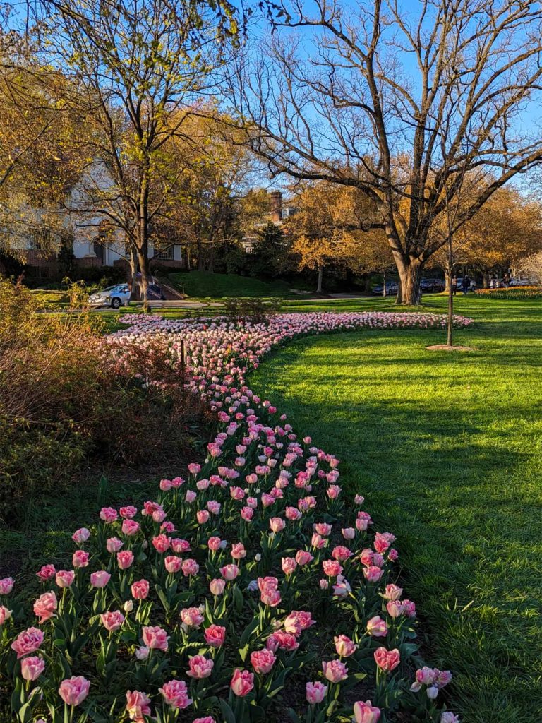 baltimore nursery plants