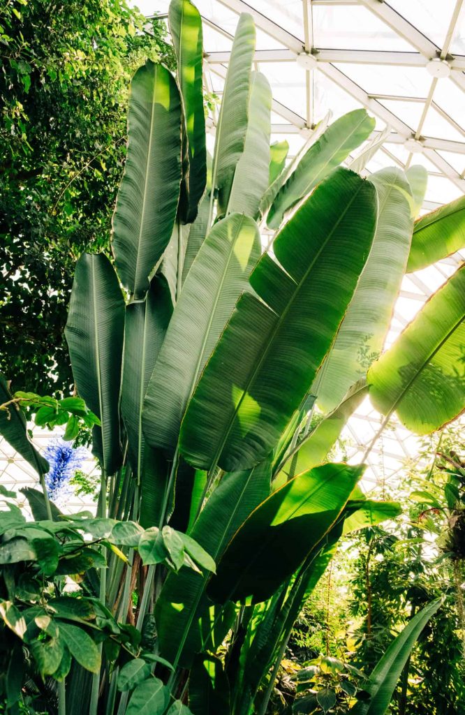 best plant nursery st louis