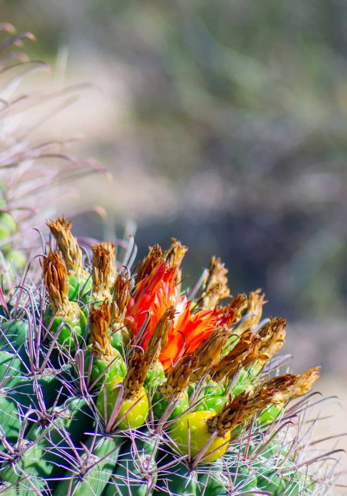 what planting zone is tucson az