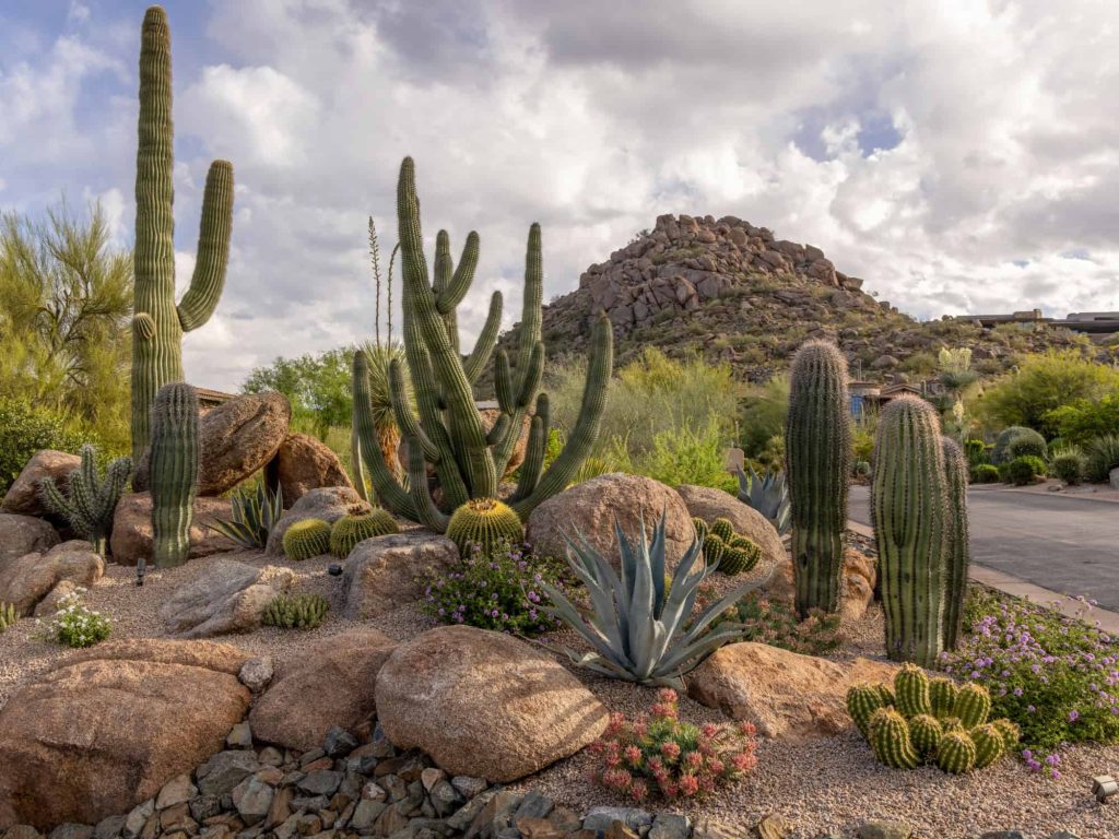 plant nursery phoenix az