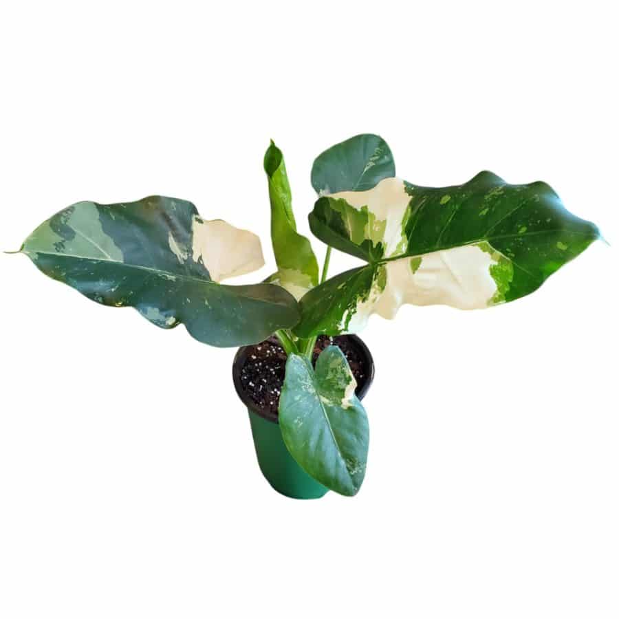 Alocasia Macrorrhiza